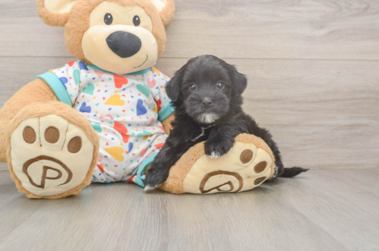 Happy Havapoo Baby