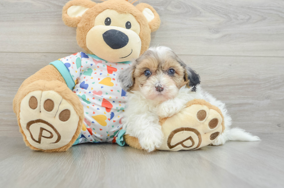 5 week old Havapoo Puppy For Sale - Seaside Pups