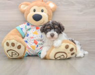 6 week old Havapoo Puppy For Sale - Seaside Pups