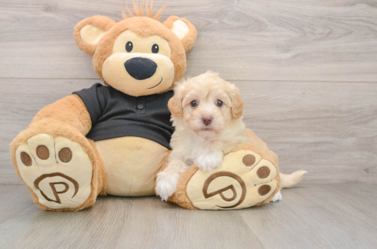 Best Havapoo Baby