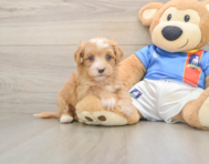 7 week old Havapoo Puppy For Sale - Seaside Pups