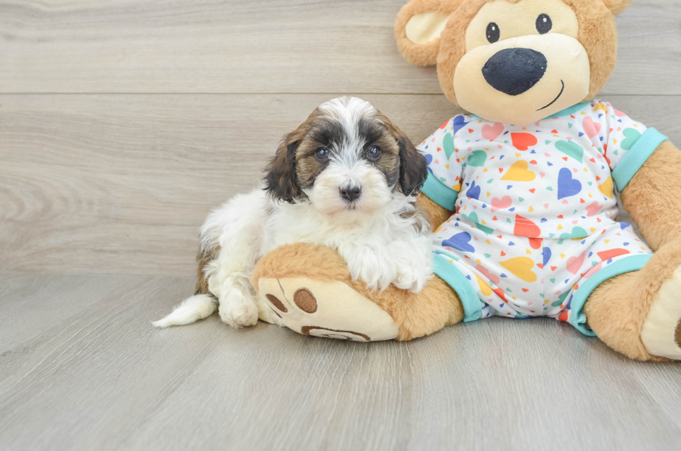 5 week old Havapoo Puppy For Sale - Seaside Pups