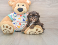 6 week old Havapoo Puppy For Sale - Seaside Pups