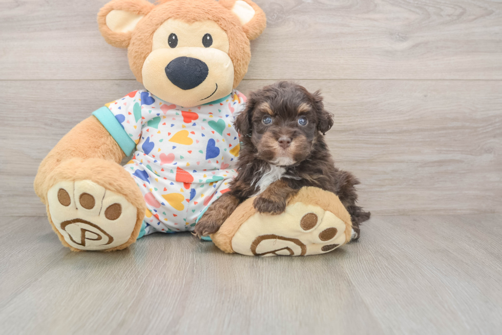 Havapoo Puppy for Adoption