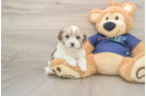 Havapoo Pup Being Cute