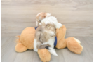 Adorable Havadoodle Poodle Mix Puppy