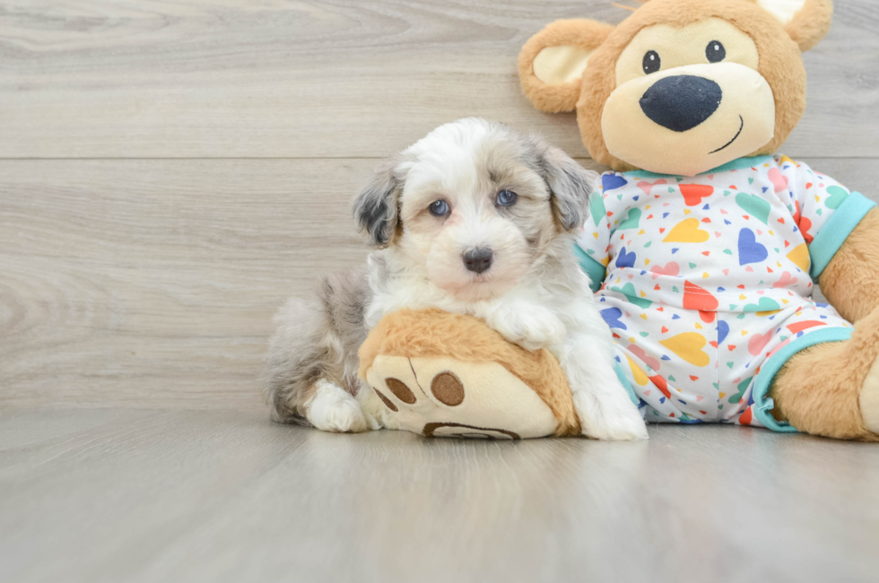 5 week old Havapoo Puppy For Sale - Seaside Pups
