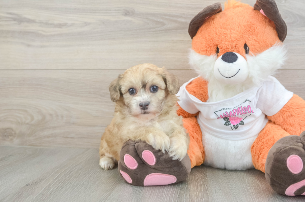 6 week old Havapoo Puppy For Sale - Seaside Pups