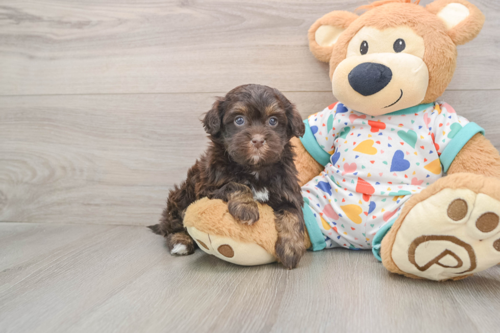 Best Havapoo Baby