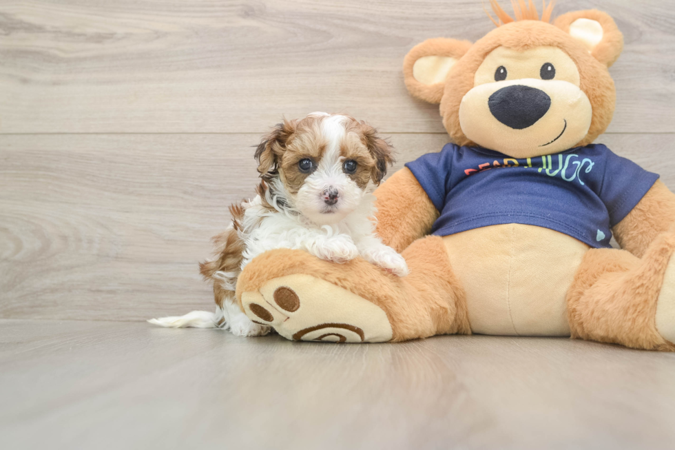 Adorable Havadoodle Poodle Mix Puppy