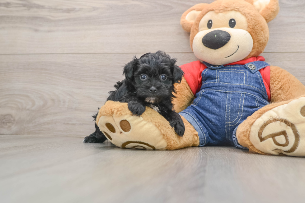 Havapoo Puppy for Adoption