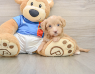 7 week old Havapoo Puppy For Sale - Seaside Pups