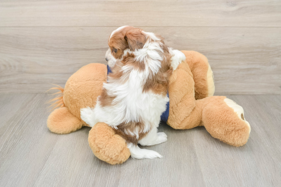 Adorable Havadoodle Poodle Mix Puppy