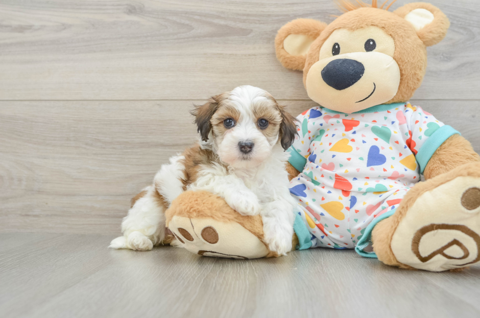 5 week old Havapoo Puppy For Sale - Seaside Pups