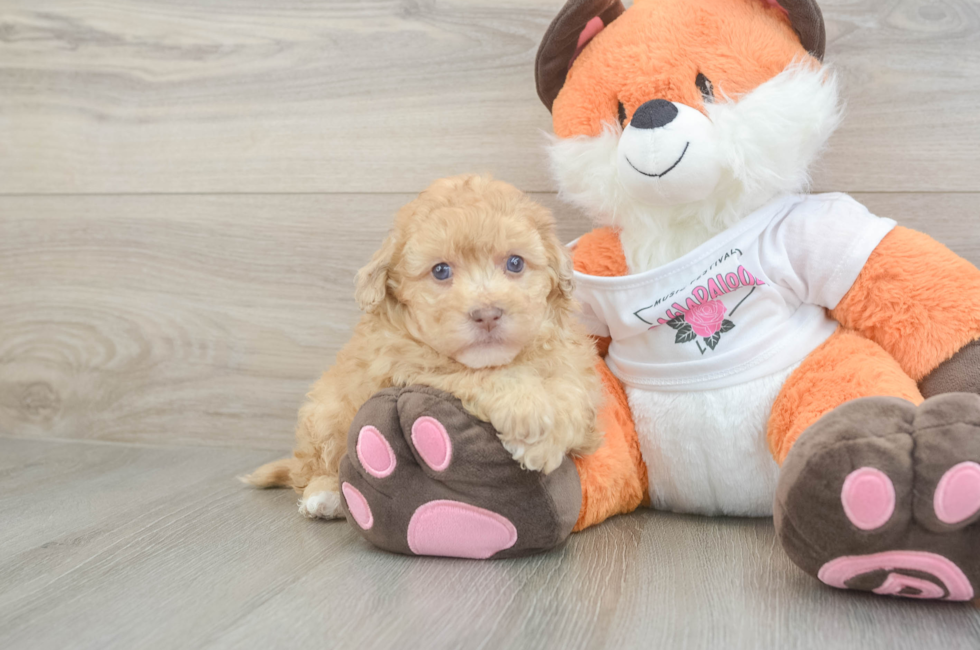 6 week old Havapoo Puppy For Sale - Seaside Pups