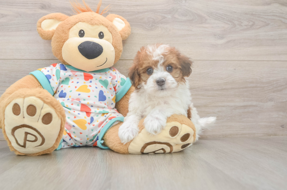 6 week old Havapoo Puppy For Sale - Seaside Pups