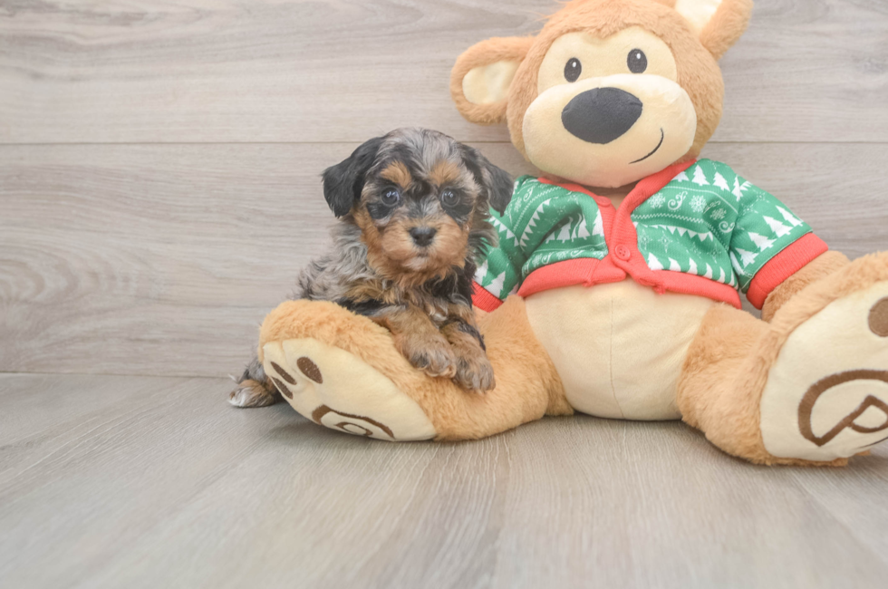 5 week old Havapoo Puppy For Sale - Seaside Pups