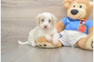 Havapoo Puppy for Adoption