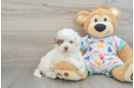 Popular Havapoo Poodle Mix Pup