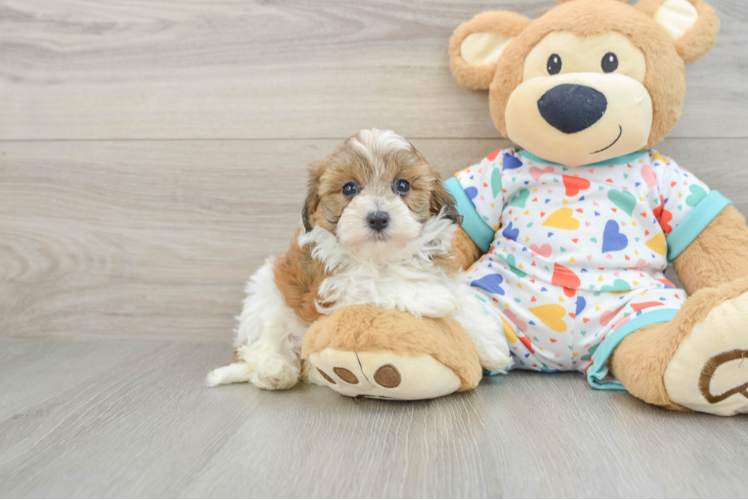 Adorable Havadoodle Poodle Mix Puppy