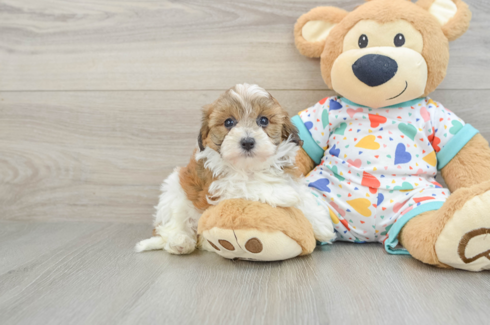 5 week old Havapoo Puppy For Sale - Seaside Pups