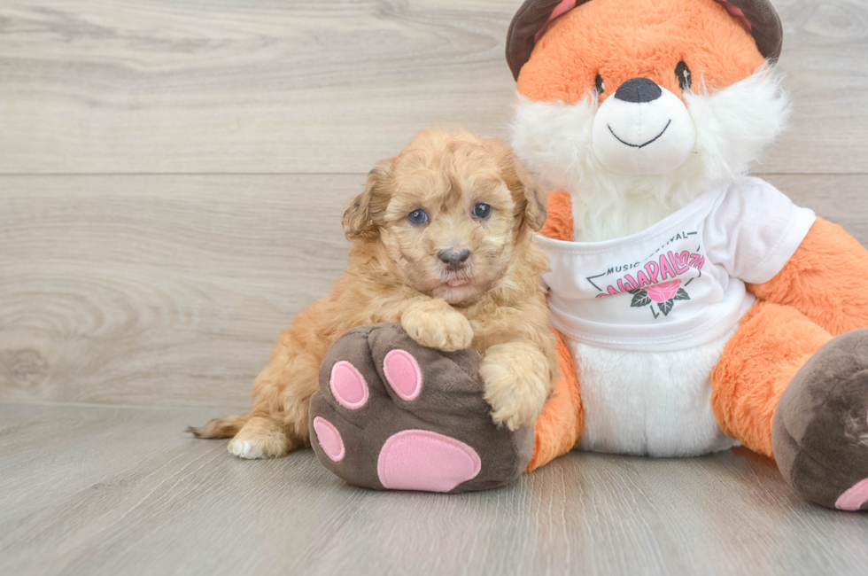 6 week old Havapoo Puppy For Sale - Seaside Pups