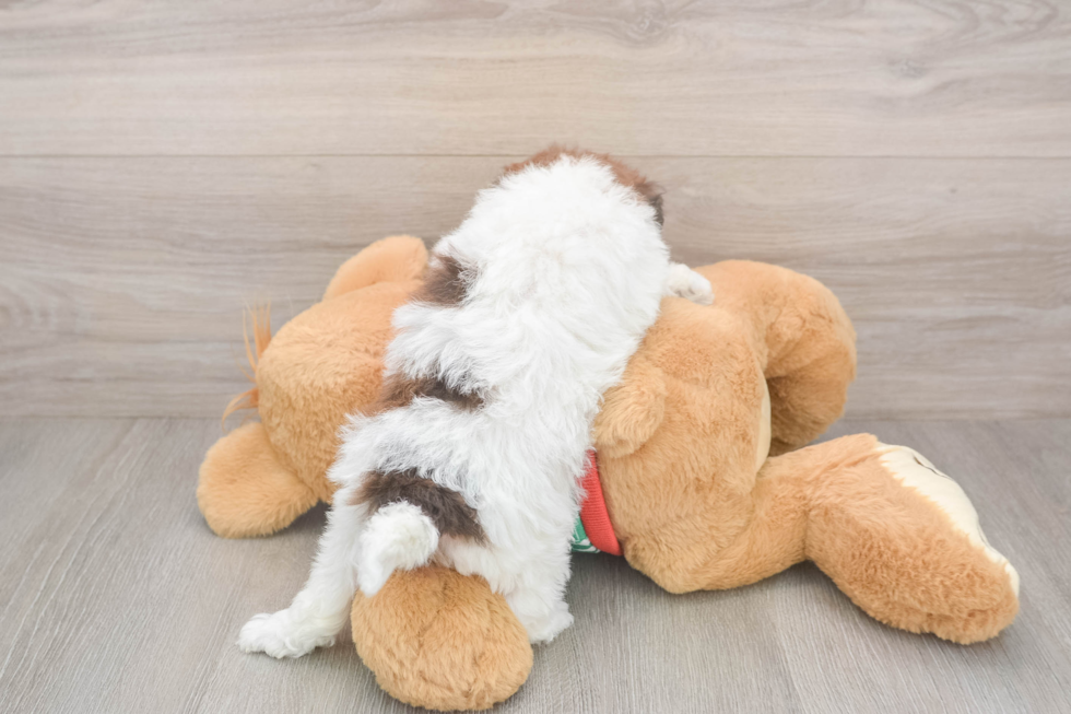 Havapoo Pup Being Cute