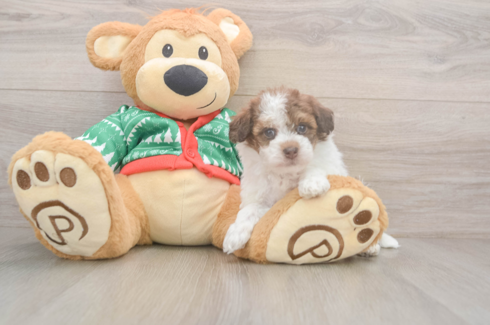 5 week old Havapoo Puppy For Sale - Seaside Pups