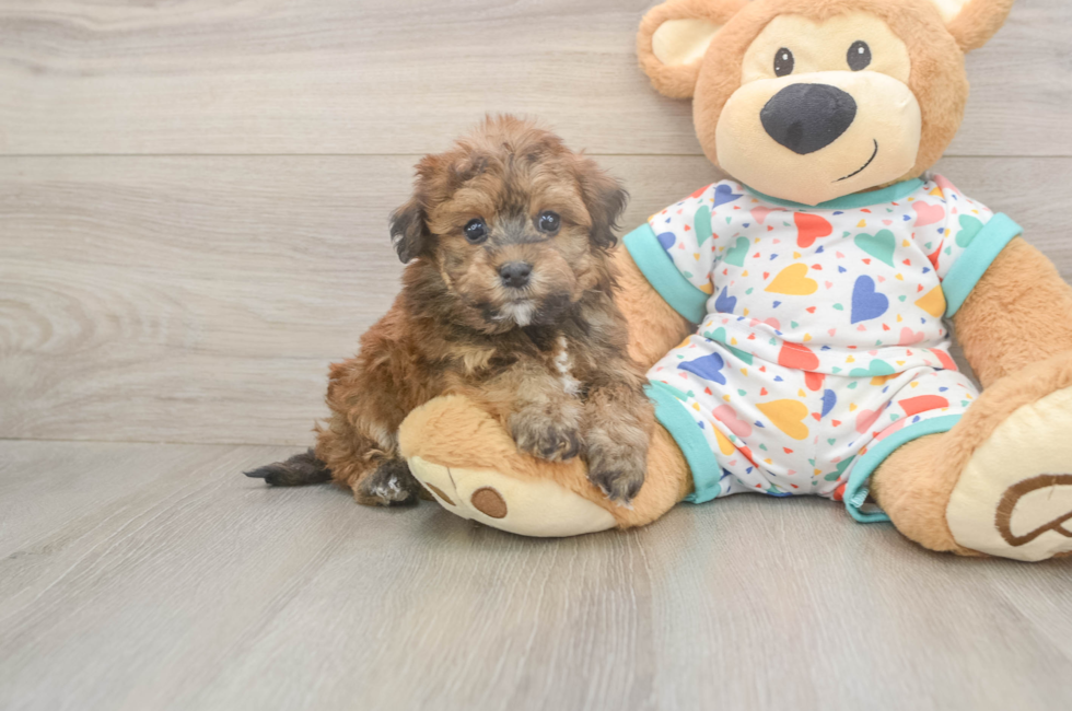 6 week old Havapoo Puppy For Sale - Seaside Pups