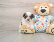 7 week old Havapoo Puppy For Sale - Seaside Pups