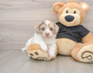 7 week old Havapoo Puppy For Sale - Seaside Pups