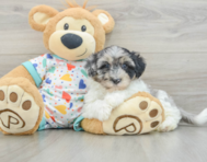 7 week old Havapoo Puppy For Sale - Seaside Pups