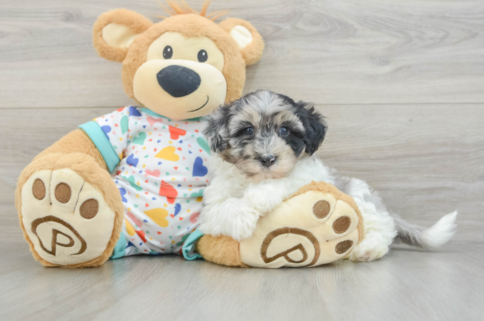 5 week old Havapoo Puppy For Sale - Seaside Pups