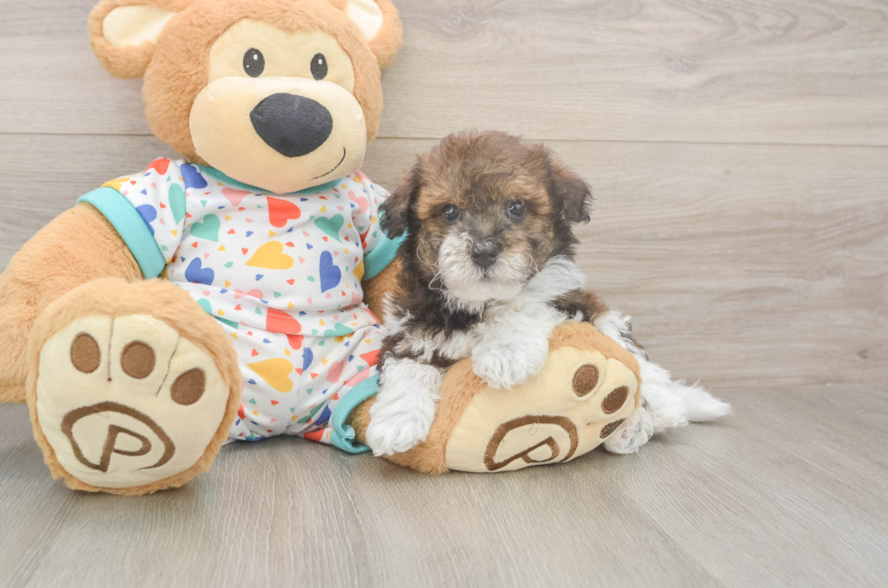 6 week old Havapoo Puppy For Sale - Seaside Pups