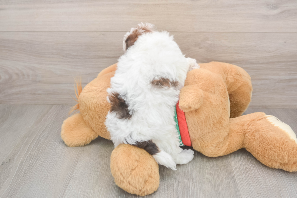 Havapoo Pup Being Cute