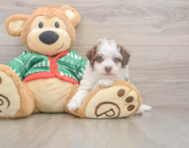 6 week old Havapoo Puppy For Sale - Seaside Pups