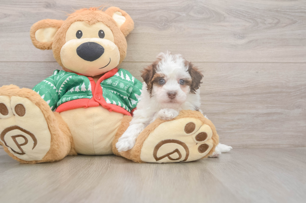 5 week old Havapoo Puppy For Sale - Seaside Pups