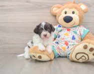 7 week old Havapoo Puppy For Sale - Seaside Pups