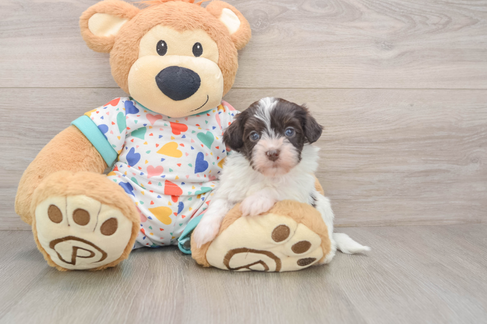 Popular Havapoo Poodle Mix Pup