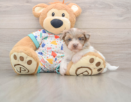 7 week old Havapoo Puppy For Sale - Seaside Pups