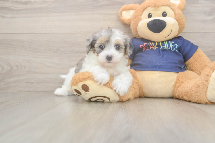 Havapoo Pup Being Cute
