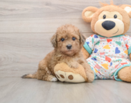 6 week old Havapoo Puppy For Sale - Seaside Pups