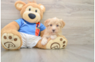 Havapoo Puppy for Adoption