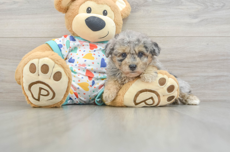 5 week old Havapoo Puppy For Sale - Seaside Pups
