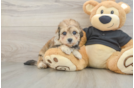 Energetic Havadoodle Poodle Mix Puppy