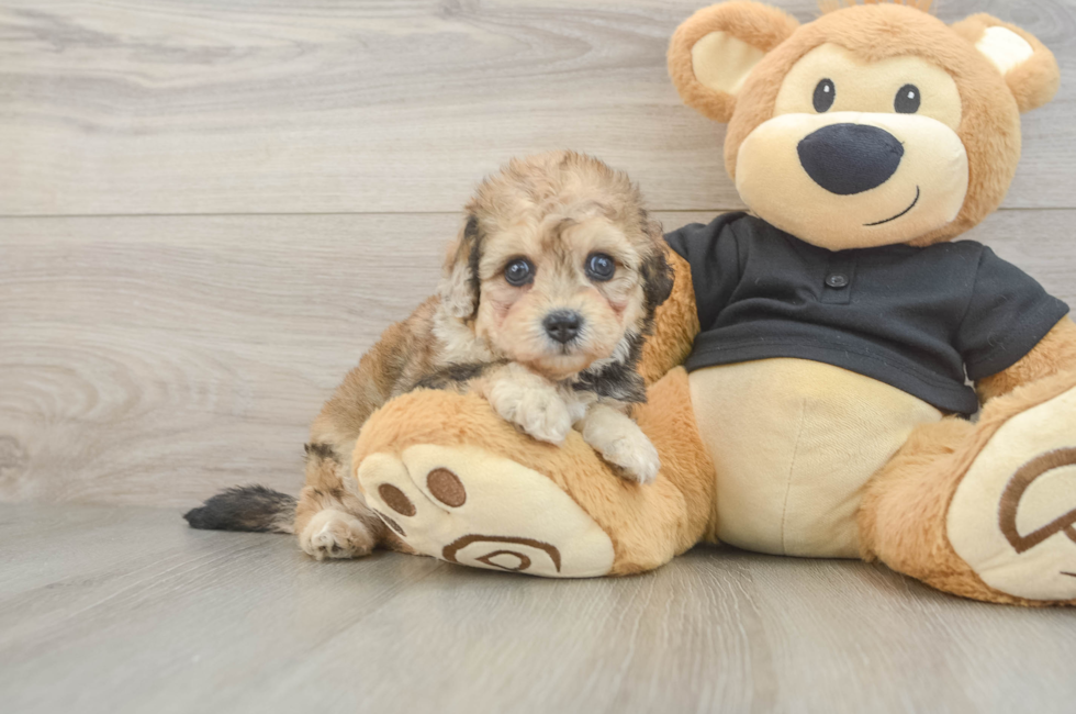 5 week old Havapoo Puppy For Sale - Seaside Pups