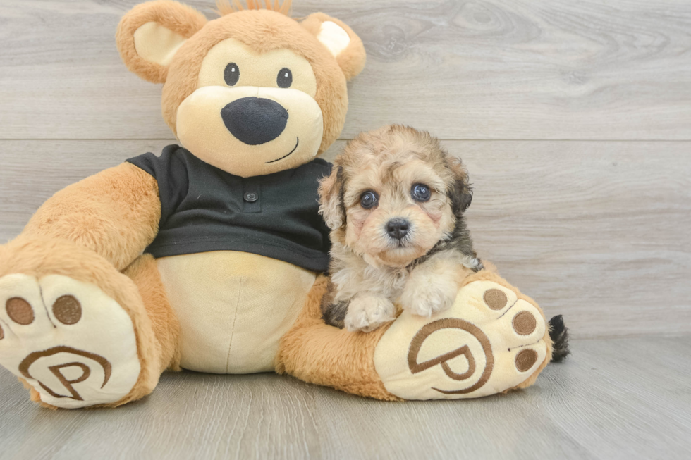 Havapoo Pup Being Cute
