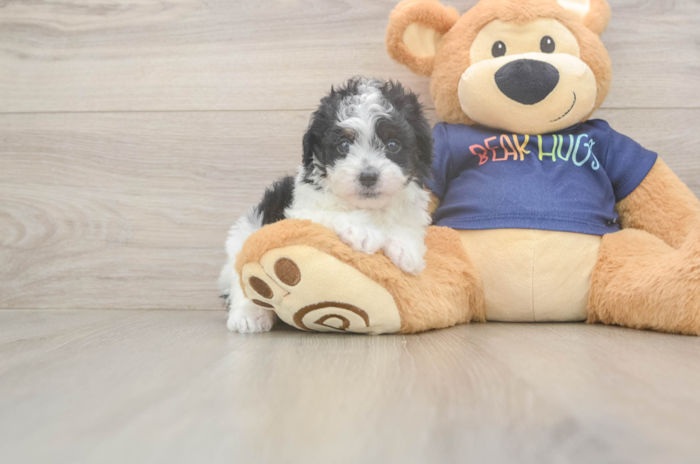 6 week old Havapoo Puppy For Sale - Seaside Pups