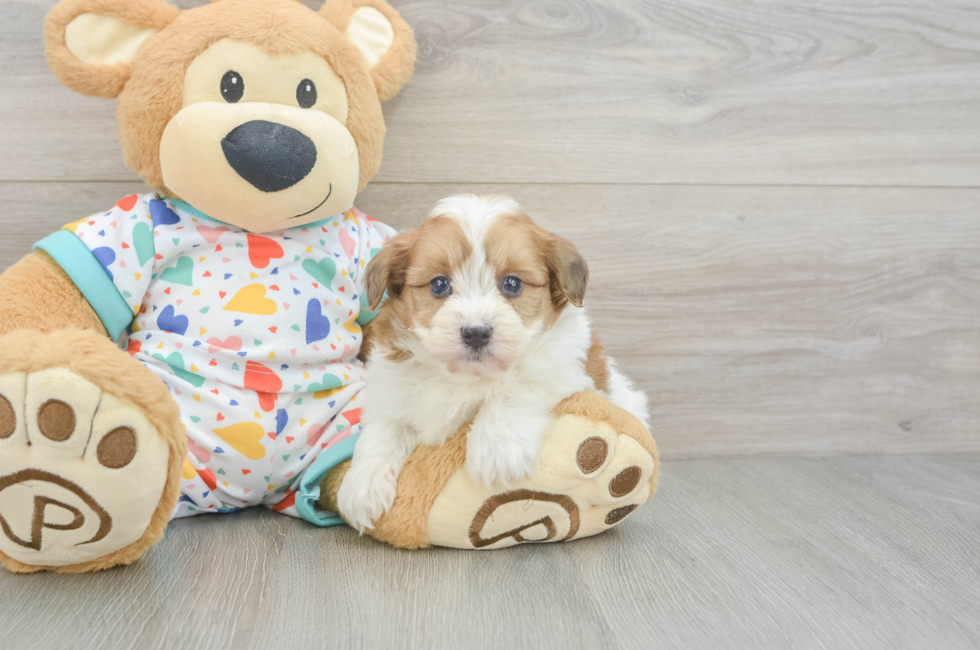 5 week old Havapoo Puppy For Sale - Seaside Pups