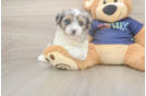 Best Havapoo Baby